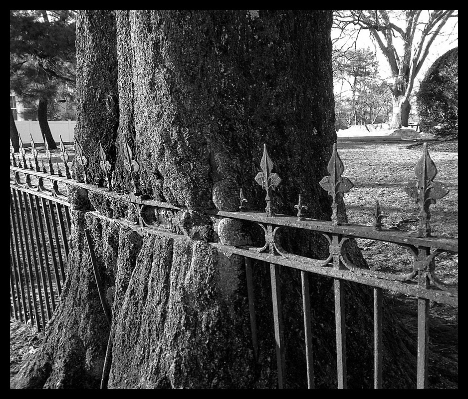 OUCH by Anthony Buccino, Montclair NJ, side street, fence in tree