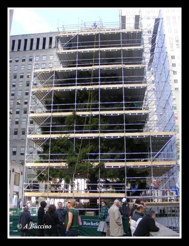 Rockefeller Christmas Tree, under construction, November 
