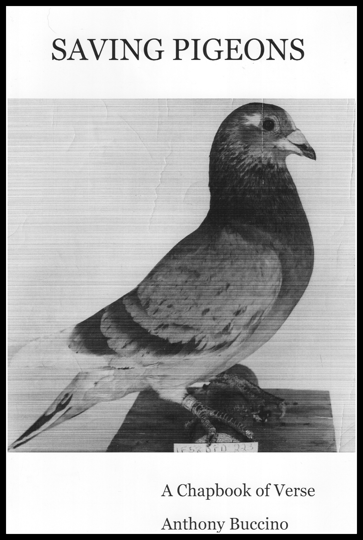 Saving Pigeons by Anthony Buccino