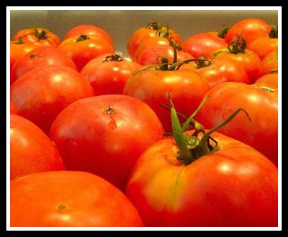 Tennessee tomatoes-Public domain photo
