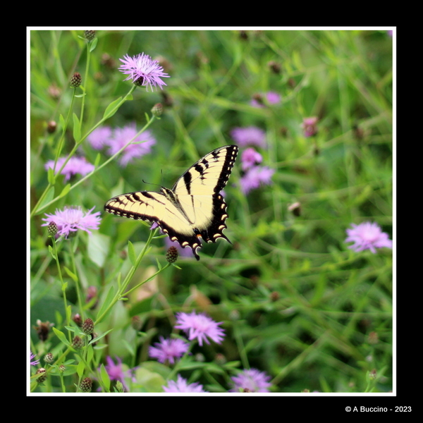 butterfly, flowers, Willowwood Arboretum, ©ABuccino 