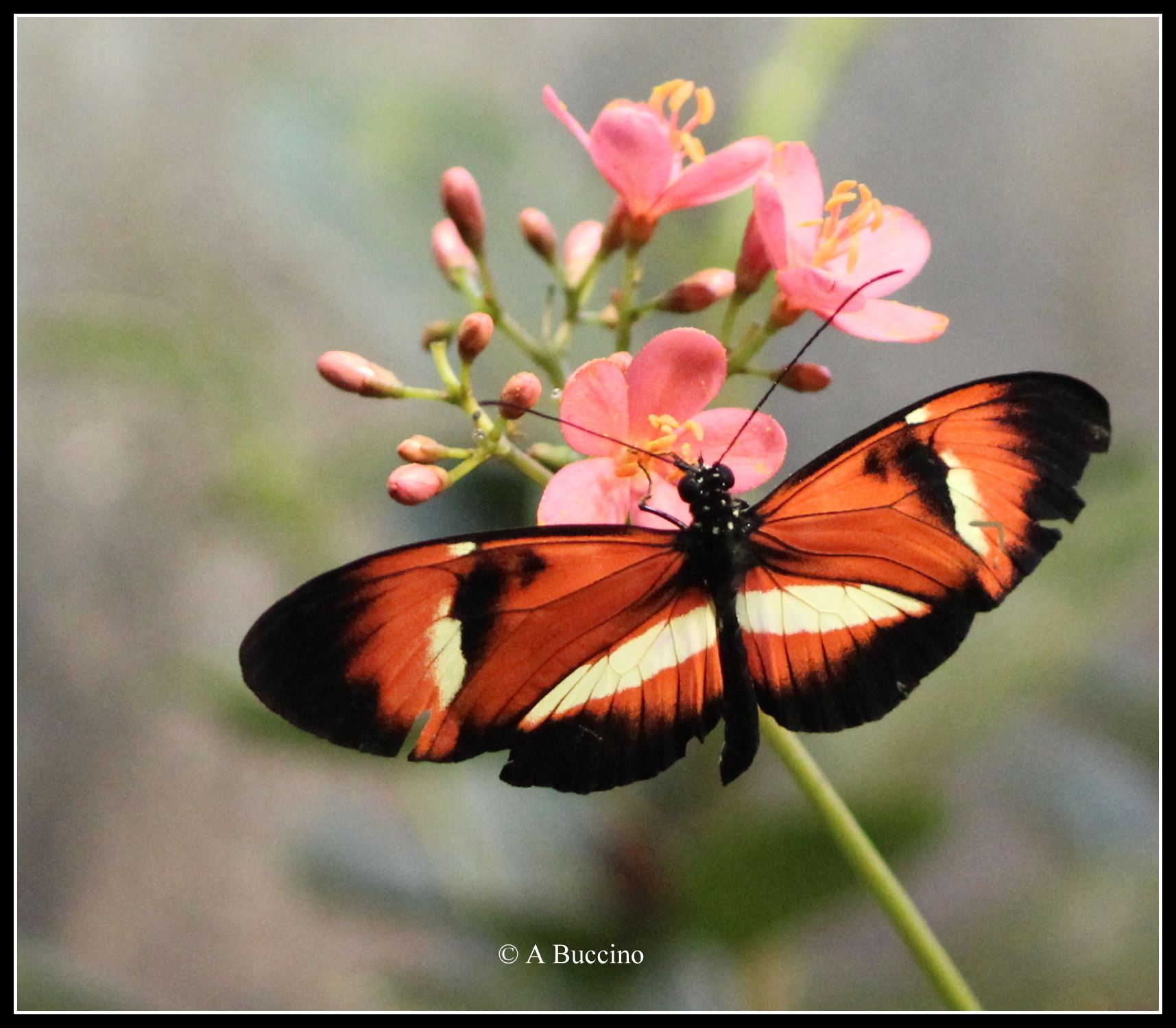 Butterfly - by Anthony Buccino