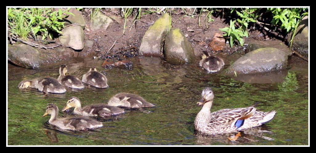 DUCK, DUCK, DUCK, DUCK by Anthony Buccino, brood of ducks