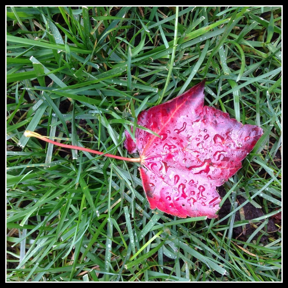 WET AUTUMN by Anthony Buccino, red leaves, green grass