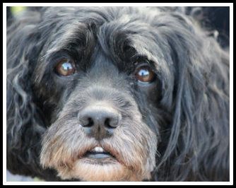 Rocky Rescue, Belleville NJ by Anthony Buccino, dog