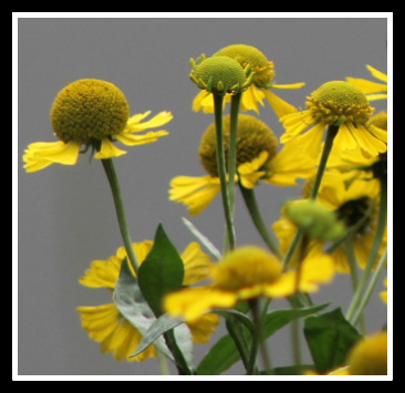 END OF SUMMER FLOWERS by Anthony Buccino, Lyndhurst NJ, Passaic River, 