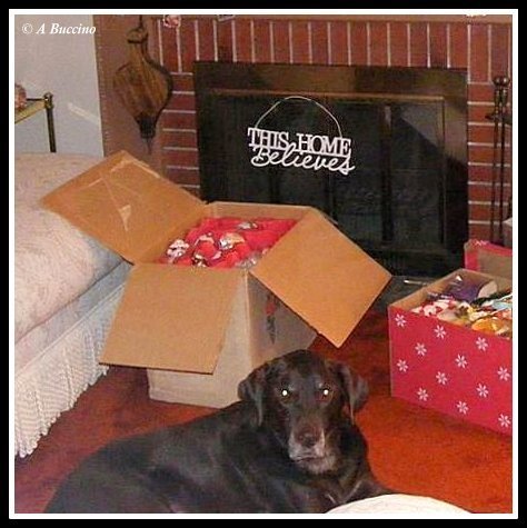 Zamboni our chocolate Labrador Retriever is happy to be with us.