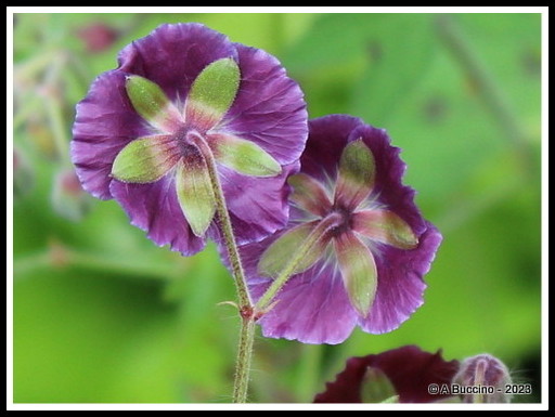 Geranium Looking Away, Honorable Mention, 2023  A Buccino, Essex Photo Club