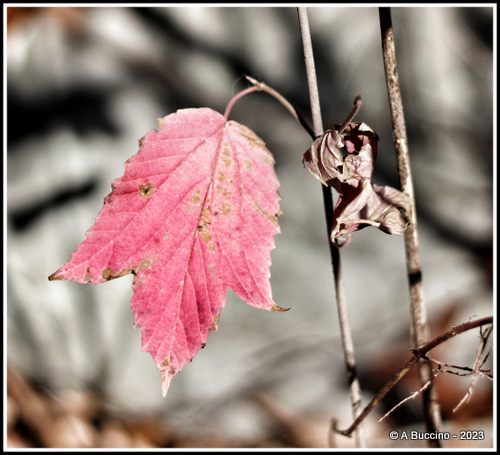 Maple Leaf Going Gone, Honorable Mention, 2023  A Buccino, Essex Photo Club