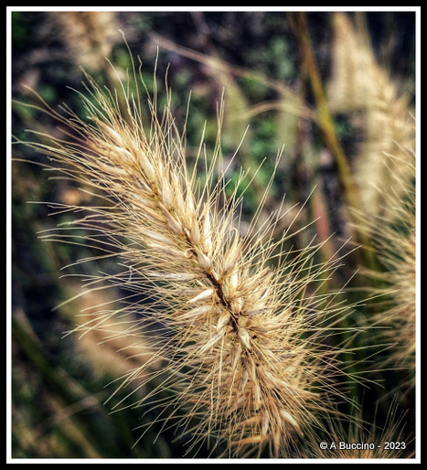 AKA Grass, Merit Award, 2023  A Buccino, Essex Photo Club