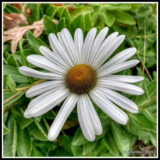 Common Daisy, Top Award, 2023  A Buccino, Essex Photo Club