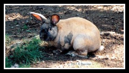 Murphy the Easter rabbit, by Anthony Buccino