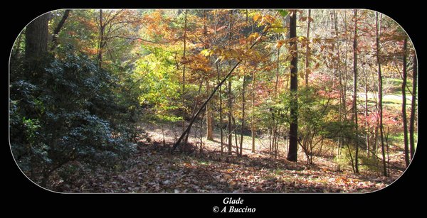 Laurelwood Arboretum, Wayne NJ, Nov 2021, A Buccino