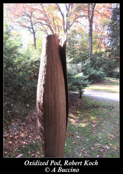 Laurelwood Arboretum, Wayne NJ, Nov 2021, A Buccino