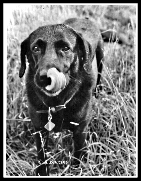 Libby, Black Labrador Retriever, Swimmer,  A Buccino 