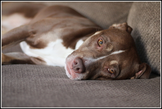 Nap Time, Pal -  Pictorial, Merit Award,  A Buccino, Essex Photo Club, Feb 2021