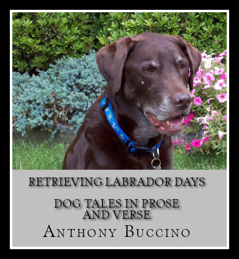 Retrieving Labrador Days - dog tales in verse and prose