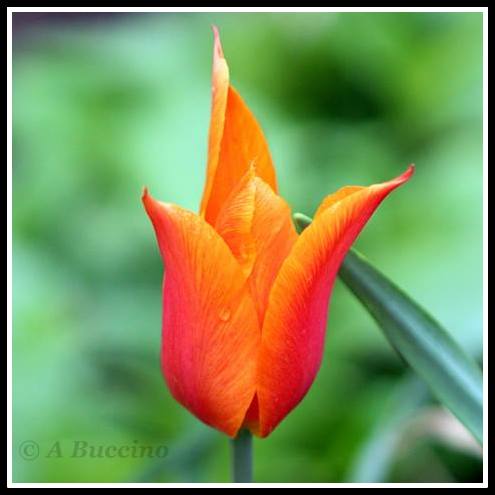 Reeves-Reed Arboretum, Summit NJ, Anthony Buccino photos