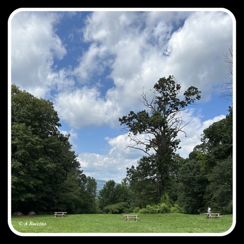 Tree overgrowth, I-80 West Lookout, NJ, 2023,  A Buccino