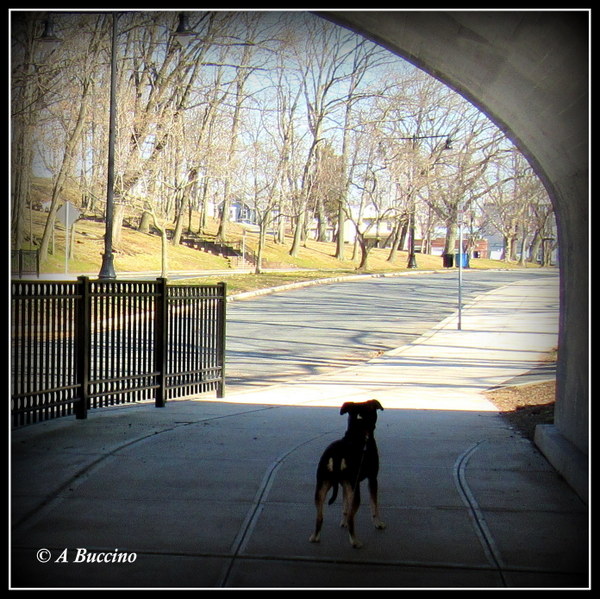 Hudson Park, Harrison NJ. 2019  A Buccino 