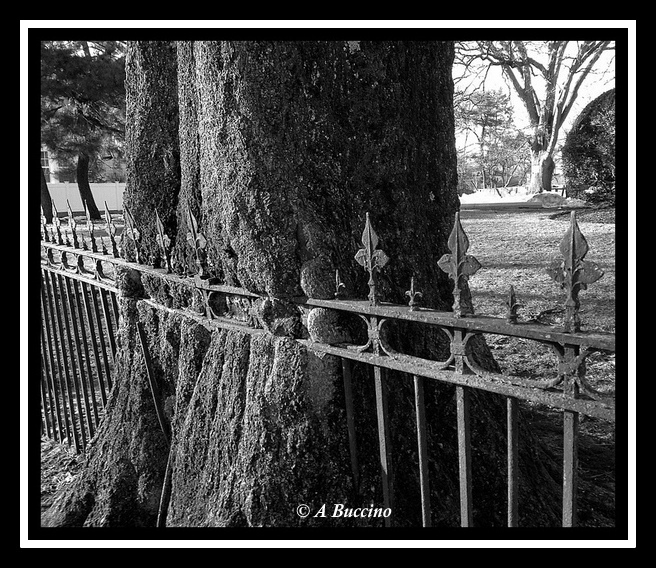 Fence in Tree, 2015, Union Street, Montclair NJ, 2015  A Buccino