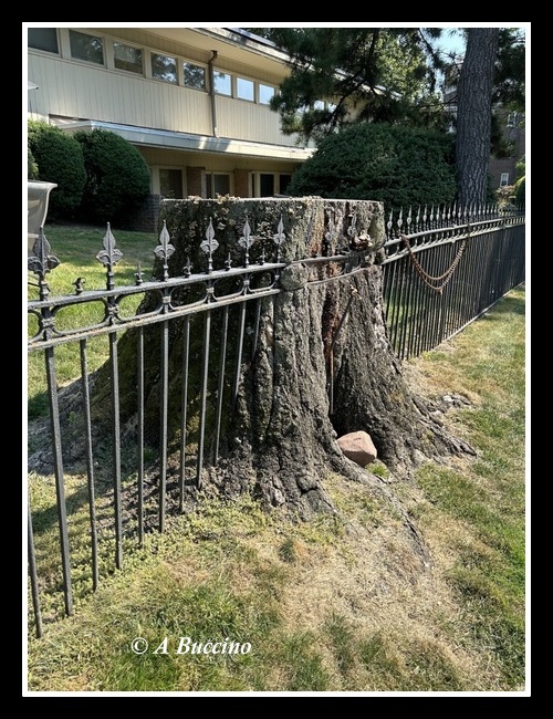 Fence in Tree Stump, Union Street, Montclair NJ, 2023 © A Buccino