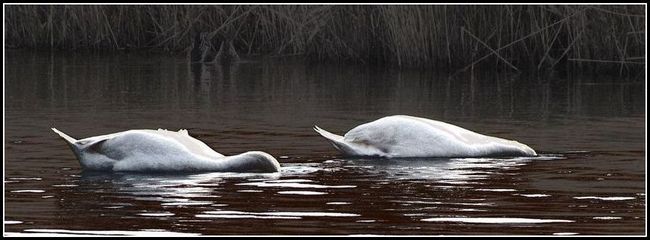 SWAN DIVE   A Buccino, Essex Photo Club, Nov 2020, fishing, swans, 