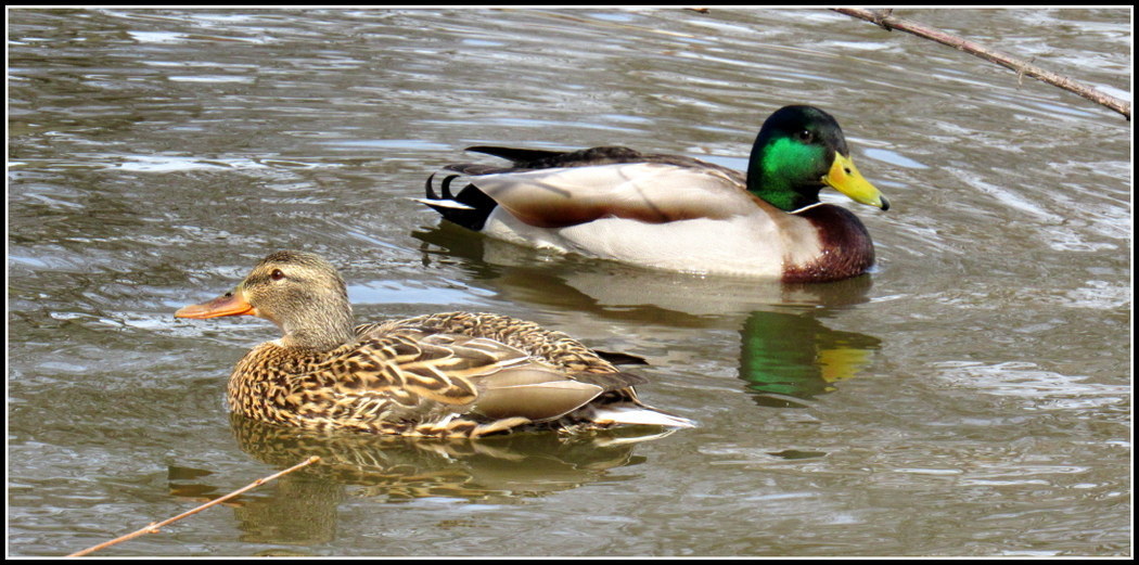 Two ducks passing on pond, Anthony Buccino, Harrison NJ, 