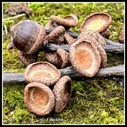 ACORNS ON MOSS, NUTLEY NJ, Essex Photo Club, 11-2023, Merit Award Nature,  A Buccino, Anthonybuccino.com 