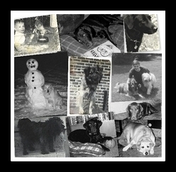Alternat cover photo of Retrieving Labrador Days by Anthony Buccino