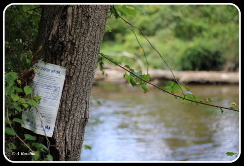 Trout stocked waters, Gwinup Road, paradise