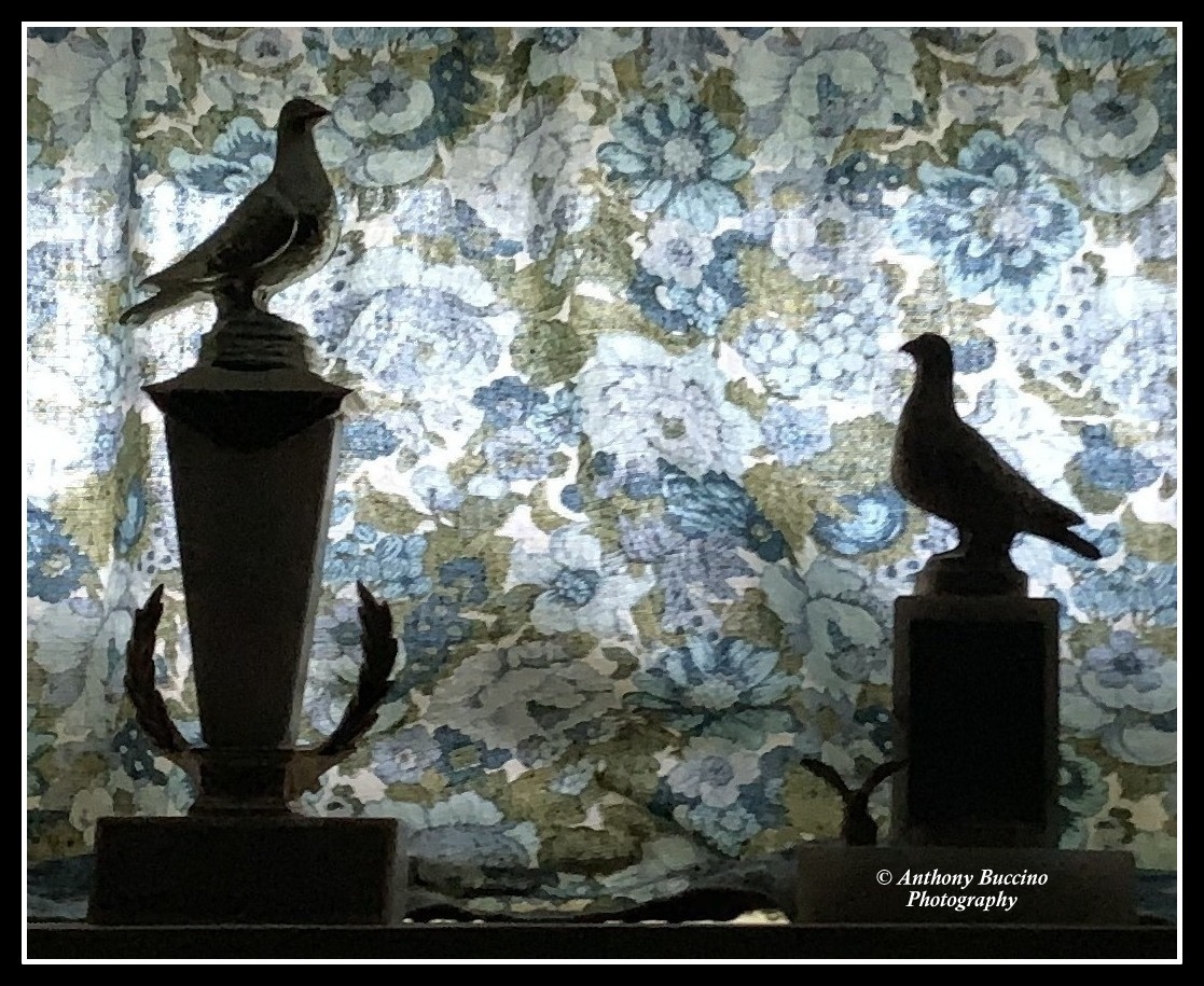 Homing Pigeon Racing Trophies, legacy from my dad, Anthony Buccino