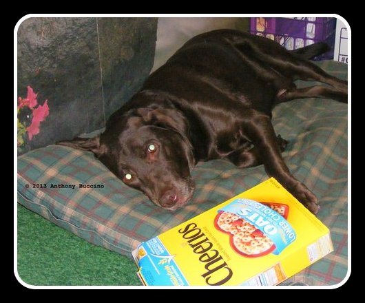 Zamboni, our chocolate Labrador Retriever